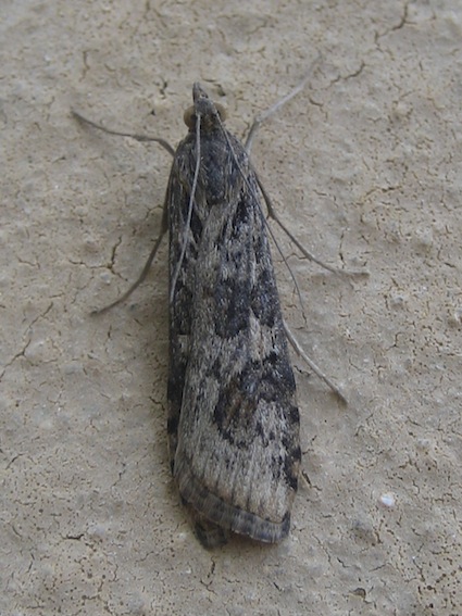 nomophila noctuella?